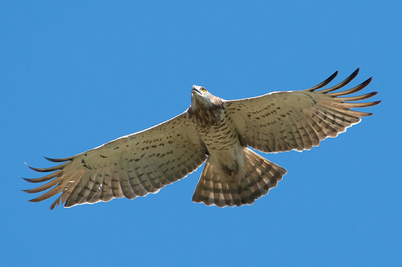 Short-toed Snake Eagle