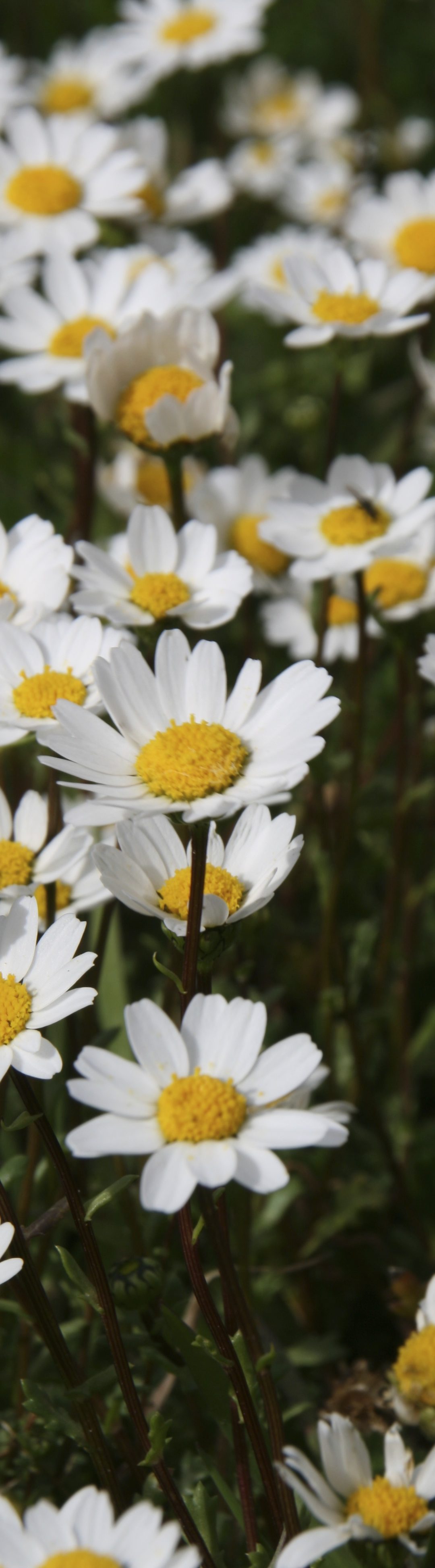 Na regen komt zonneschijn en……WILDE BLOEMEN! ????