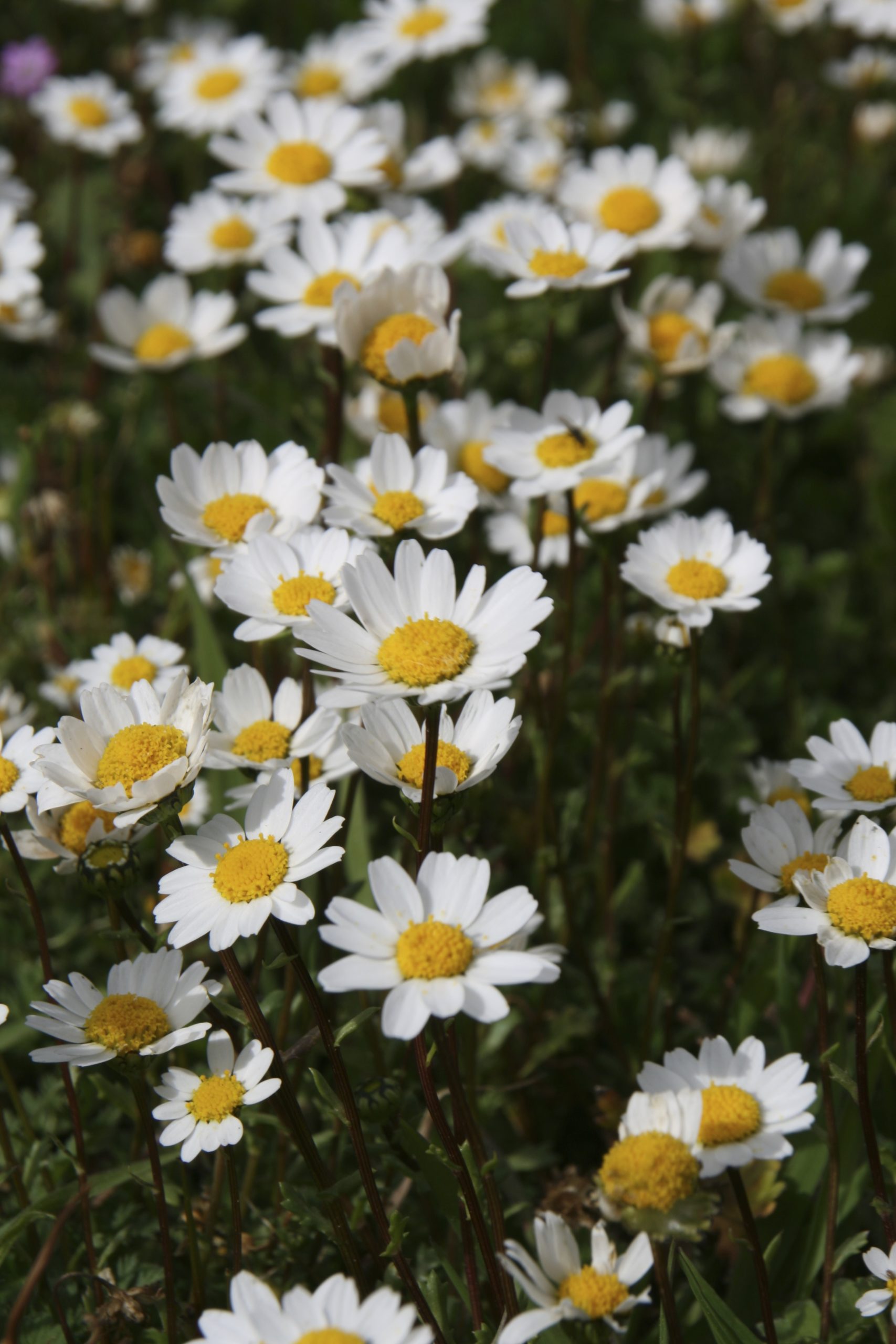 Na regen komt zonneschijn en……WILDE BLOEMEN! ????